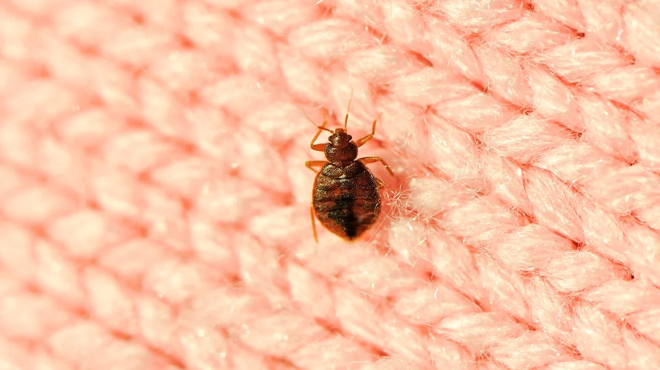 Dust Mites
