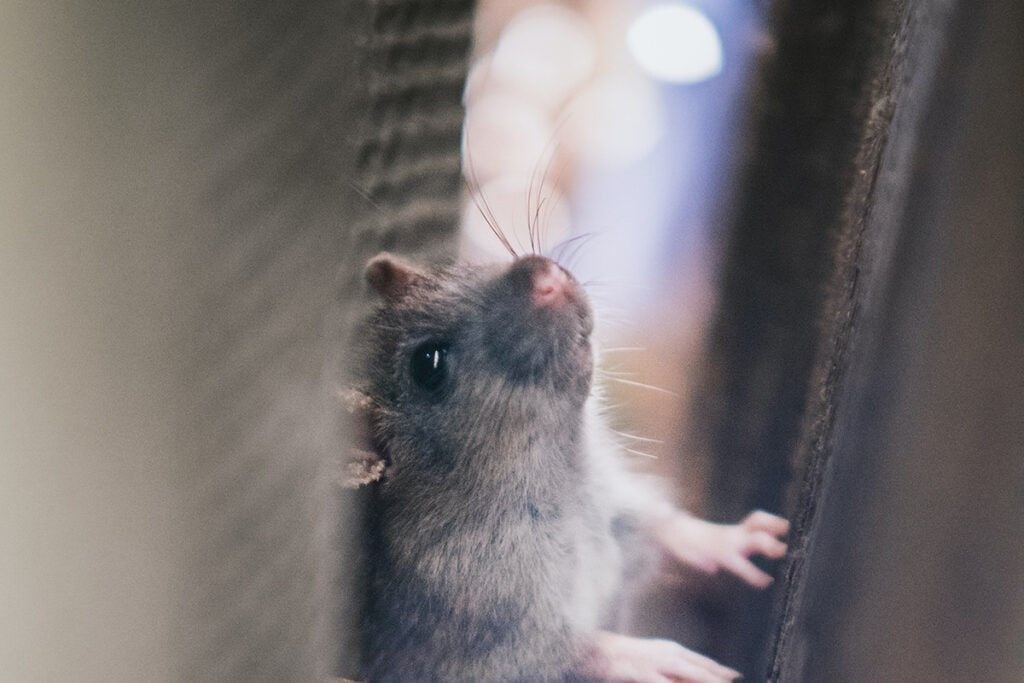 You see rodents and insects in your ducts, it’s time to have your air ducts cleaned by a professional.
