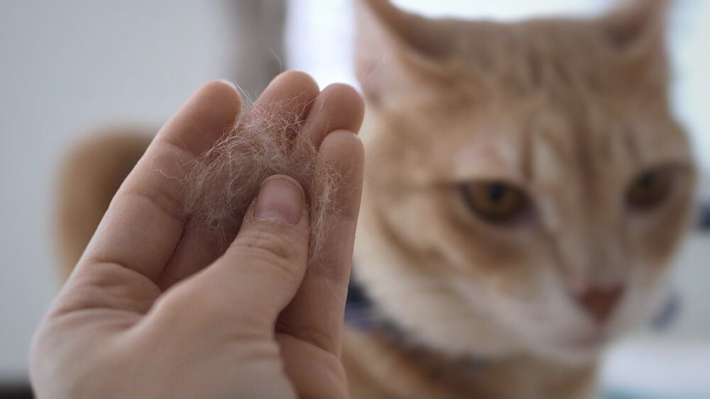 Pet Dander